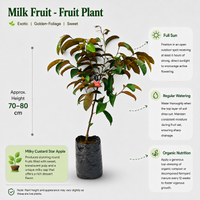 Milk Fruit - Fruit Plant
