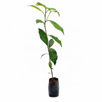 Mimusops Elengi  - Landscaping Plant