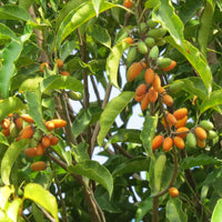 Mimusops Elengi  - Landscaping Plant