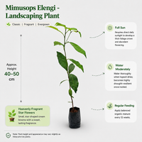 Mimusops Elengi  - Landscaping Plant