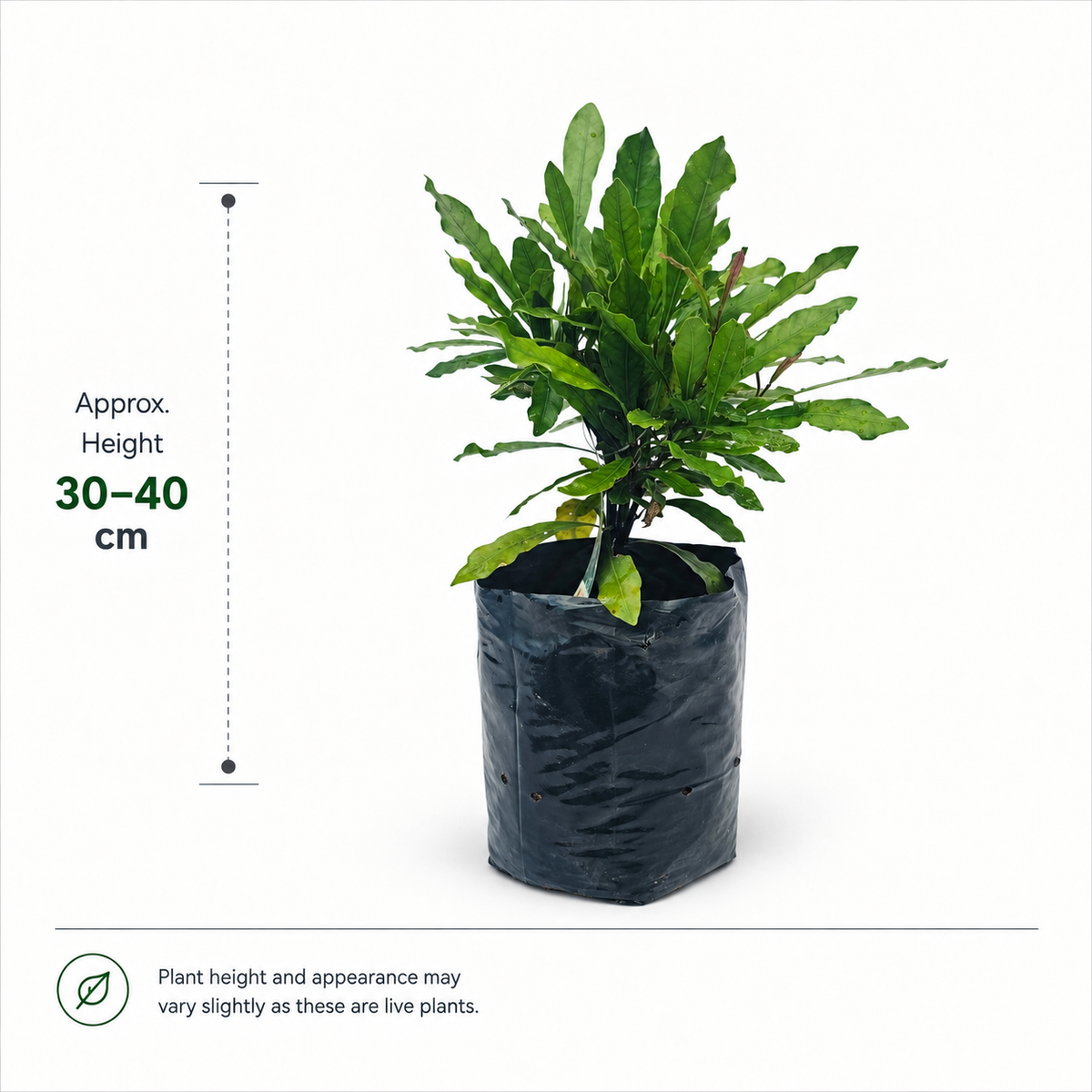 The Plantor