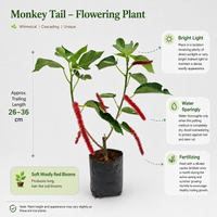 The Plantor