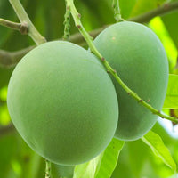 Moovandan Mango Plant