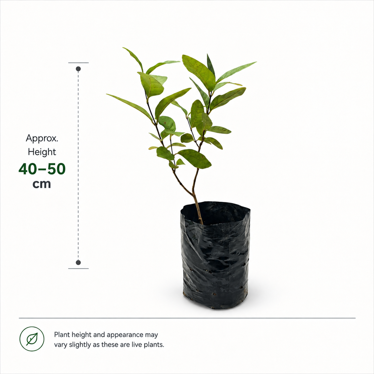 The Plantor
