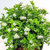 Kamini Plant (Murraya Paniculata)- Outdoor Flowering Plant