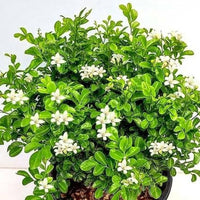The Plantor