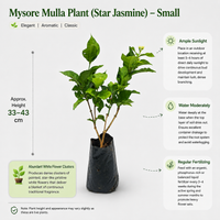 The Plantor