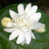 Mysore Mulla (Star Jasmine) - Small - Outdoor Flowering Plant