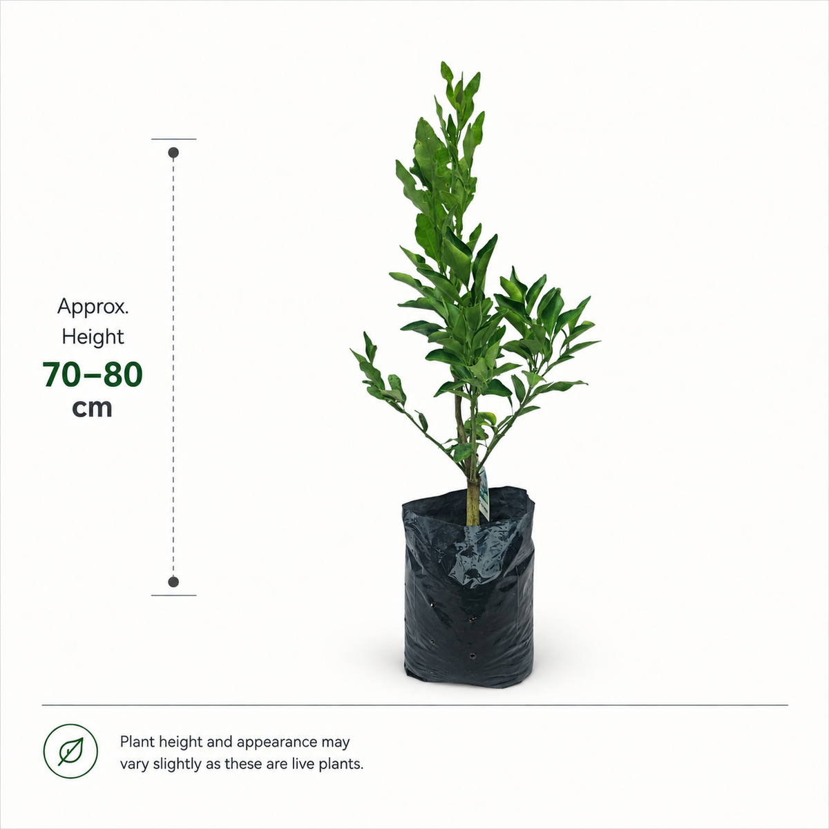 The Plantor