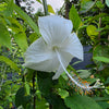 Native Hibiscus White - Outdoor Flowering Plant