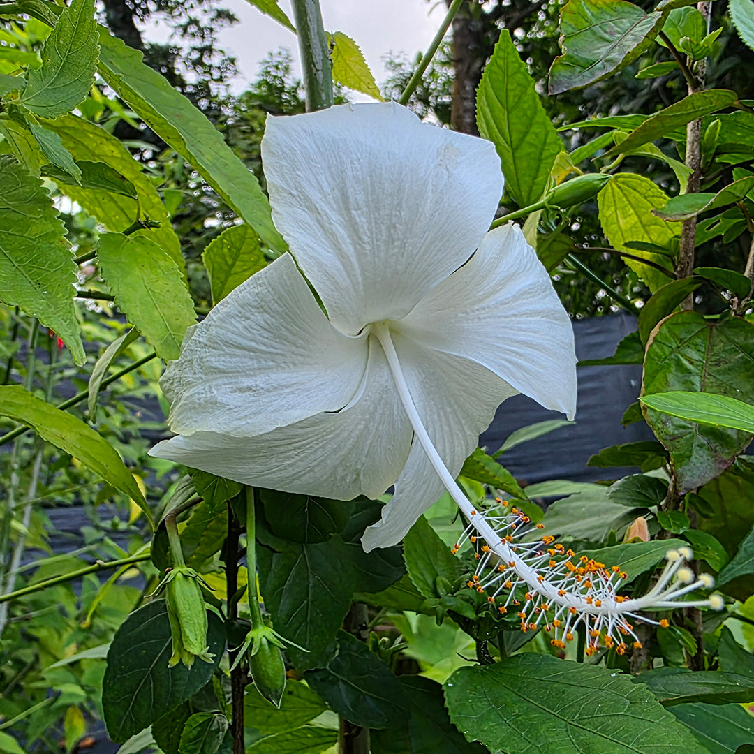 The Plantor