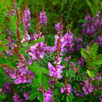 True Indigo - Neelamari - Medicinal Plant