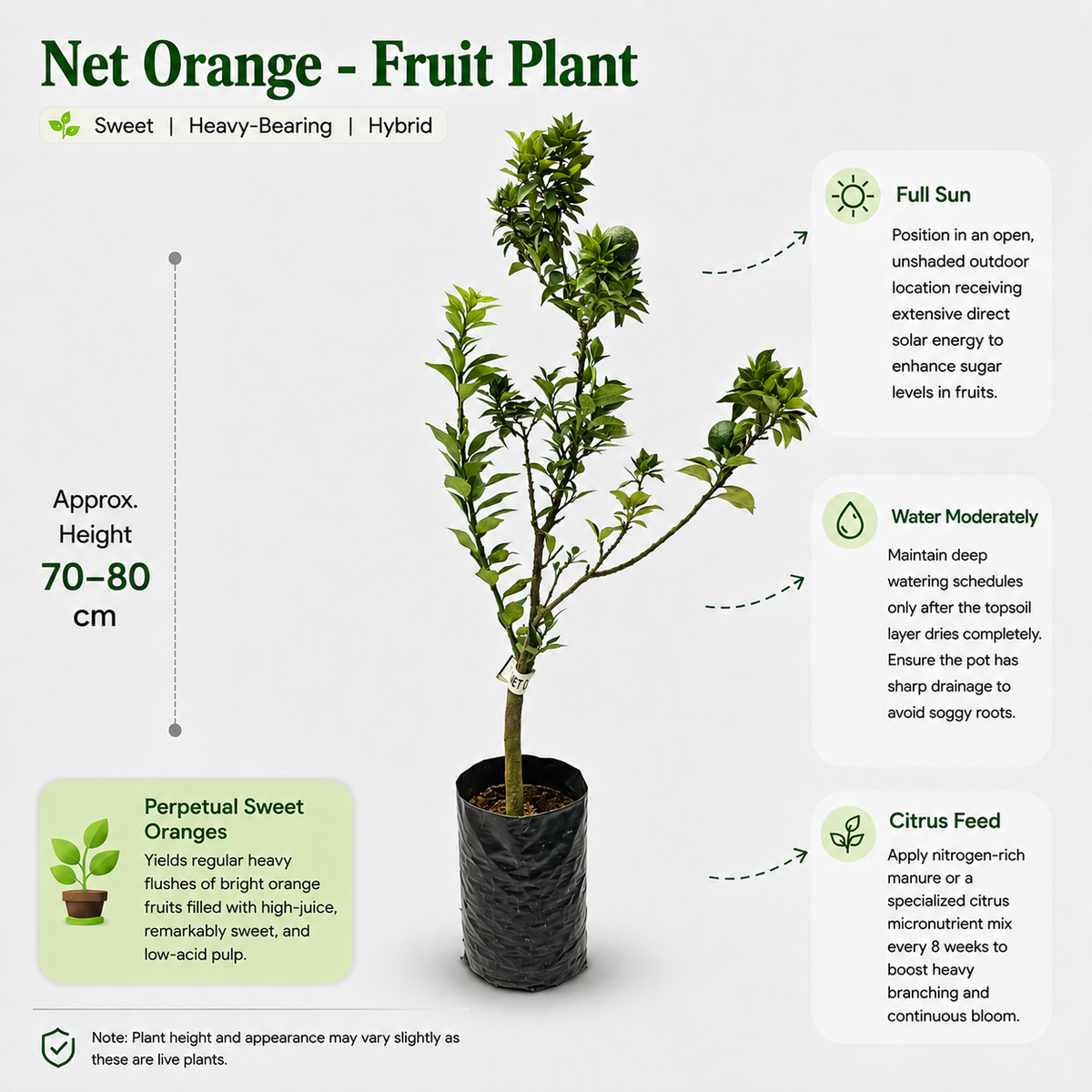 The Plantor