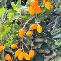 Olosapo Fruit - Fruit Plant