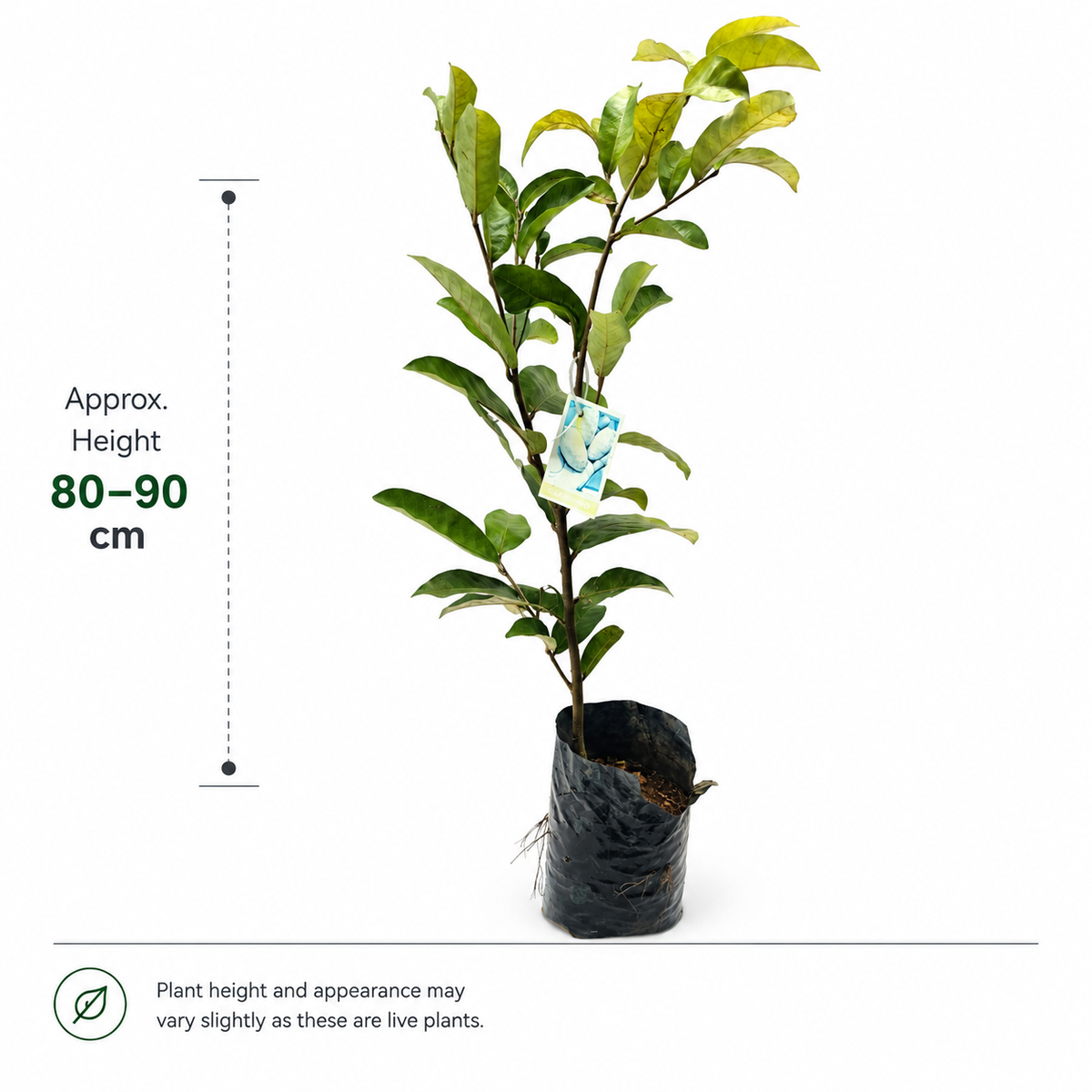The Plantor