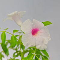 The Plantor