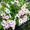 Pandora Jasmin Pink- Creeper Plant