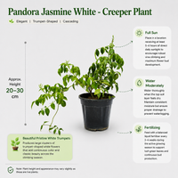 The Plantor