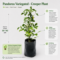 The Plantor