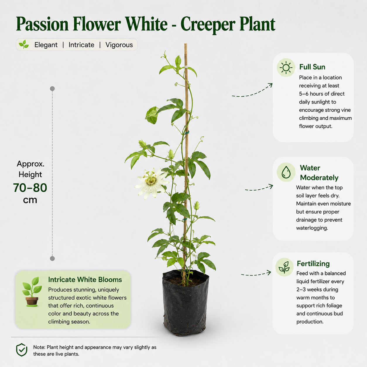 The Plantor