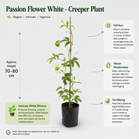 The Plantor