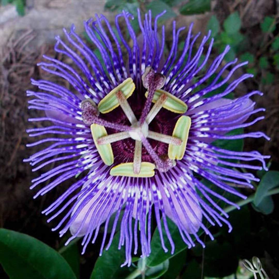 The Plantor