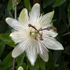 Passion Flower White - Creeper Plant