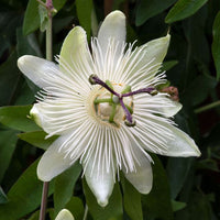 The Plantor