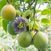 Passion Fruit Plant