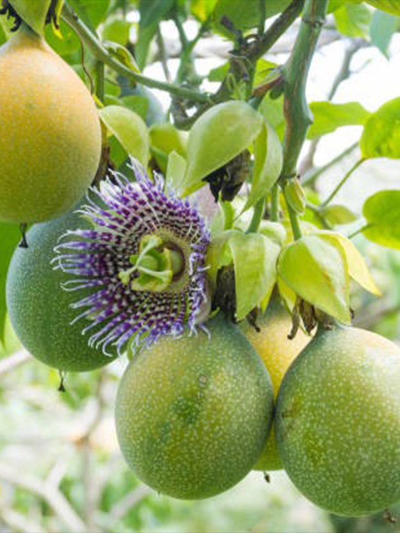 Passion Fruit Plant