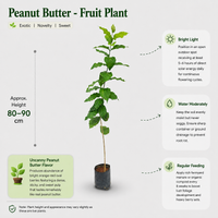 Peanut Butter - Fruit Plant