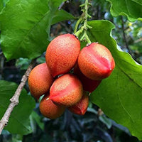Peanut Butter - Fruit Plant