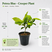 The Plantor