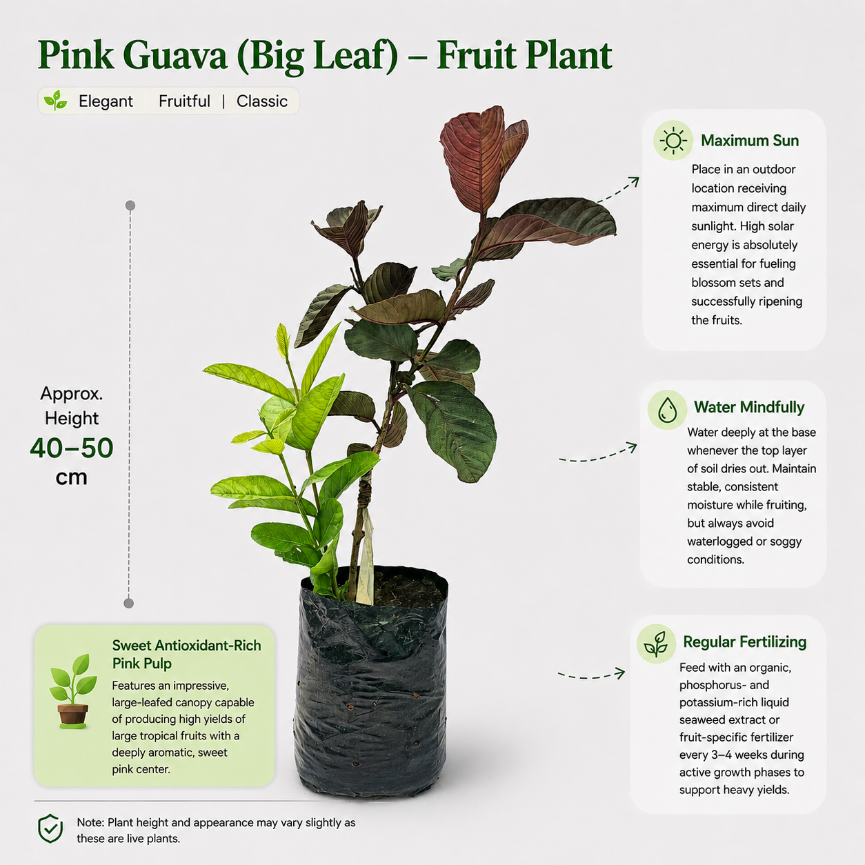 The Plantor