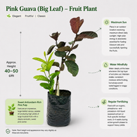 The Plantor