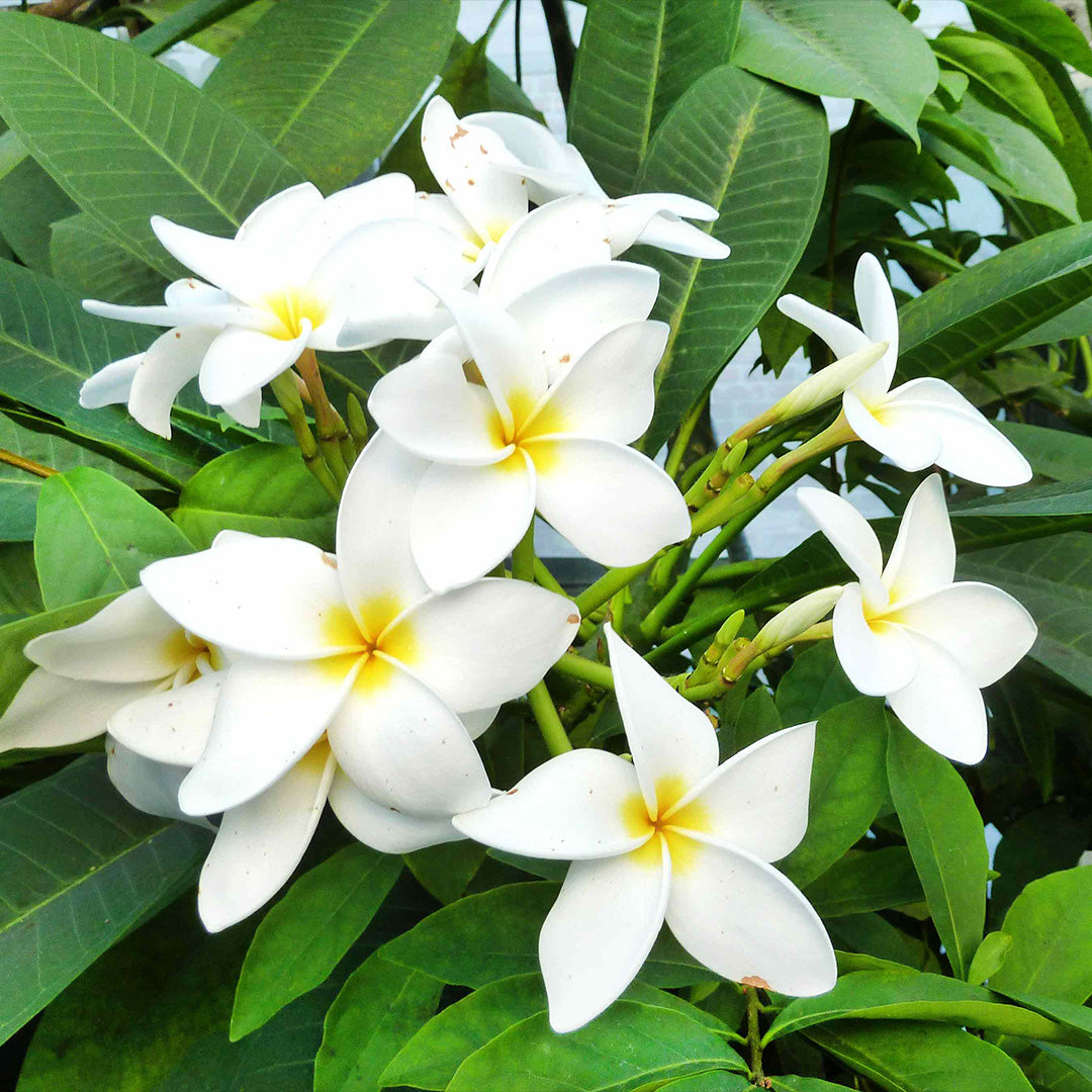The Plantor