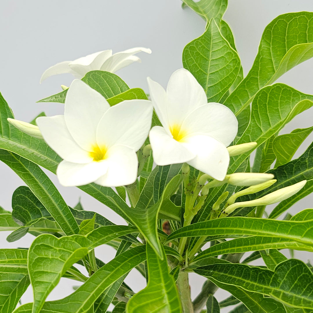 The Plantor