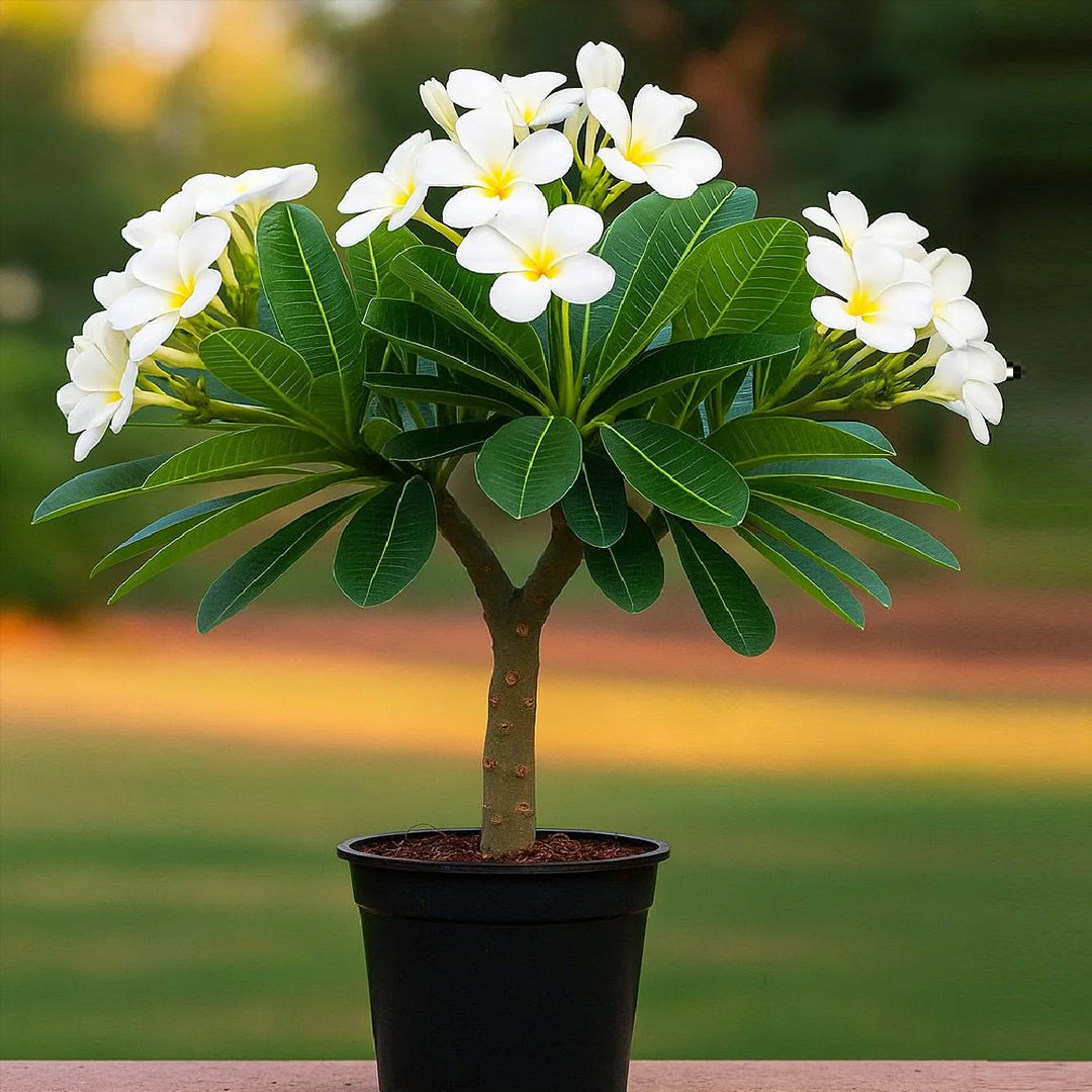 The Plantor