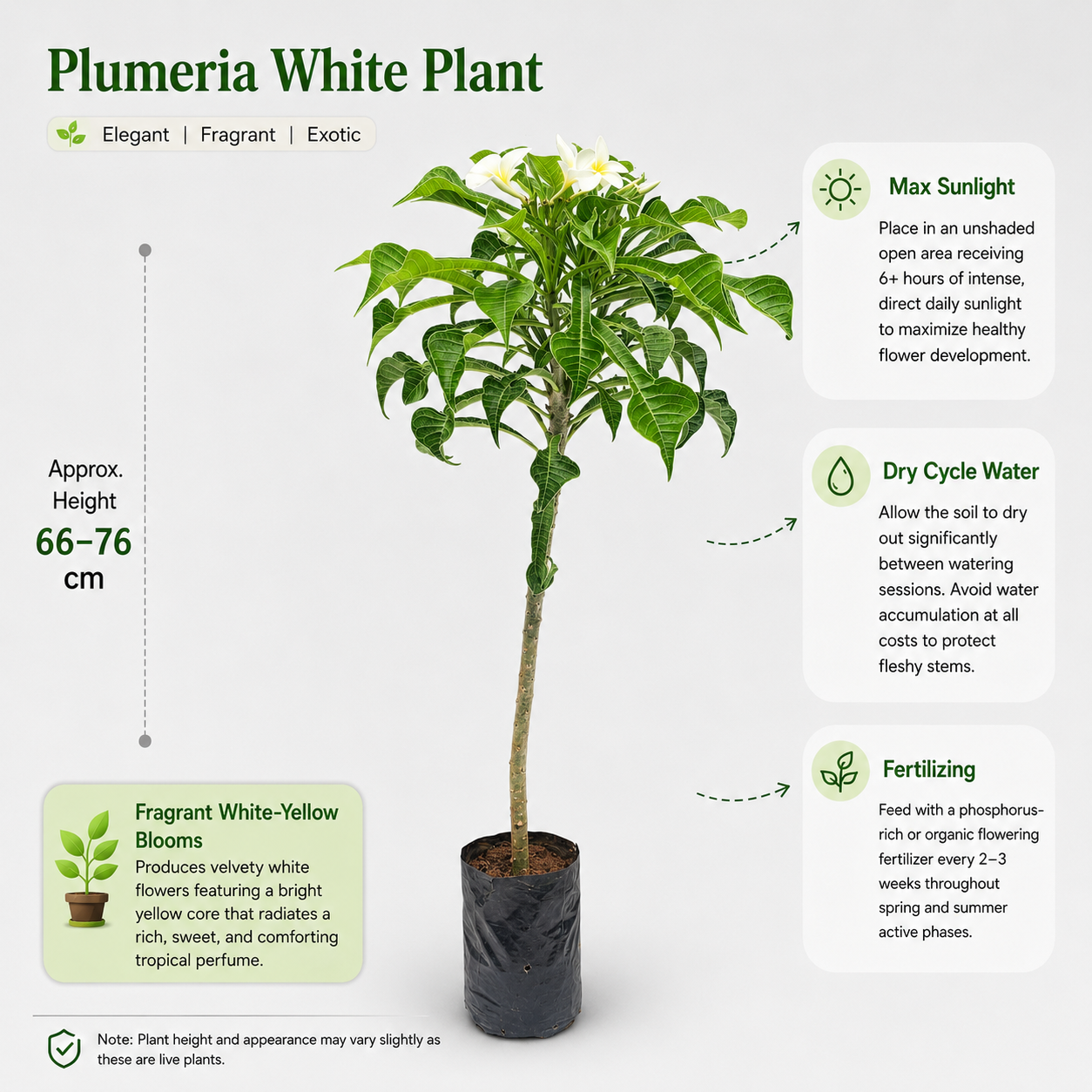 The Plantor
