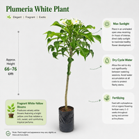 The Plantor