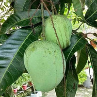 Priyoor Mango Plant