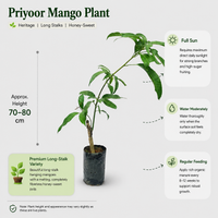 Priyoor Mango Plant