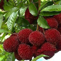 Pulasan - Fruit Plant