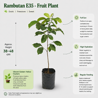 Rambutan E35 - Fruit Plant
