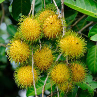 Rambutan E35 - Fruit Plant
