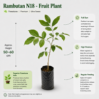 Rambutan N18 - Fruit Plant