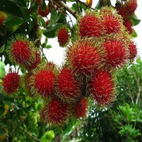 Rambutan N18 - Fruit Plant