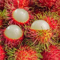 Rambutan N18 - Fruit Plant