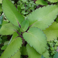 Ranakalli - Medicinal Plant