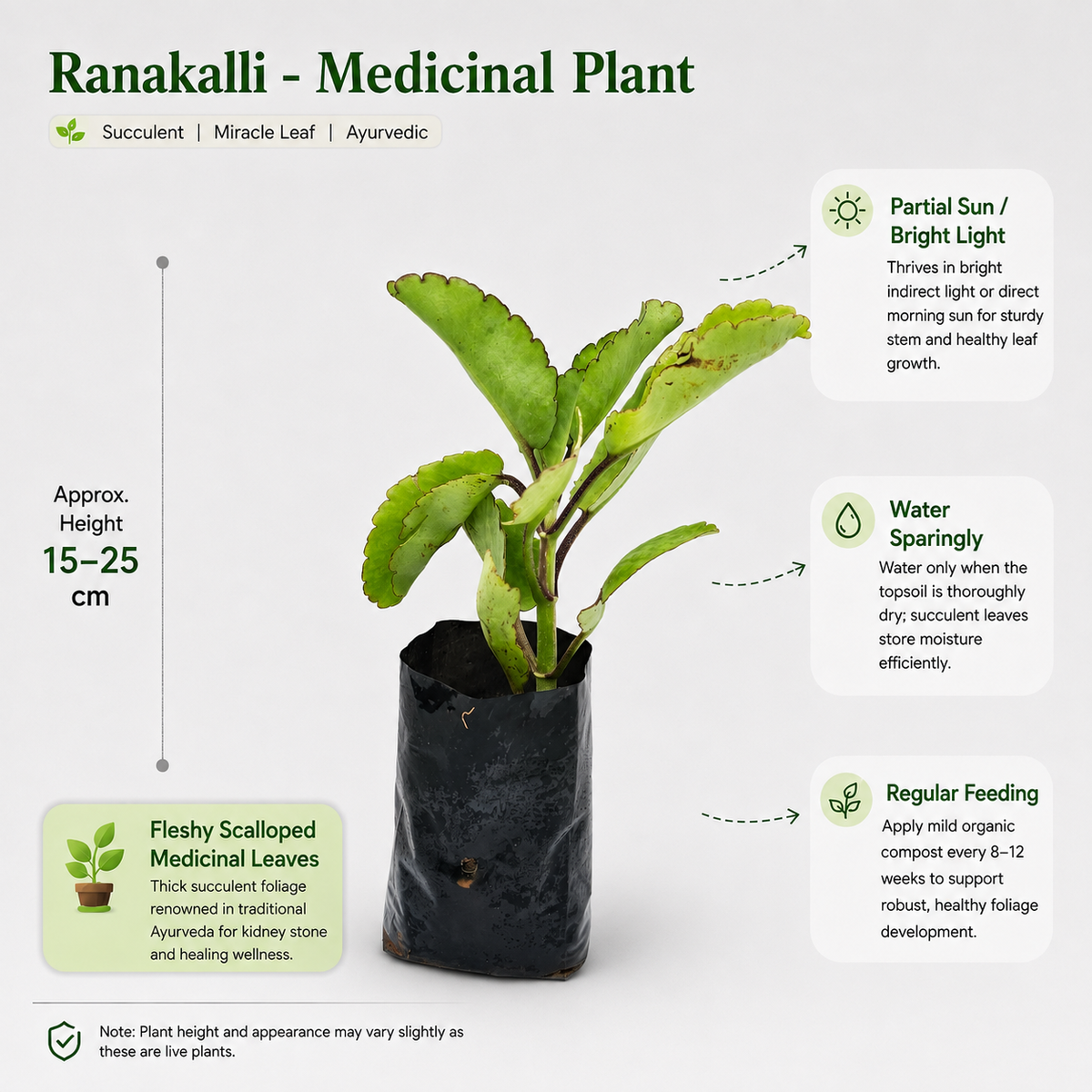 The Plantor